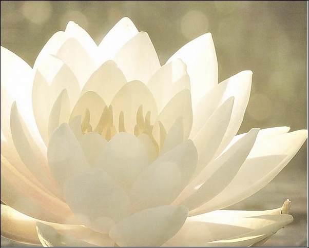 Click image for larger version

Name:	Lotus - white -gigantic.jpg
Views:	345
Size:	27.6 KB
ID:	968