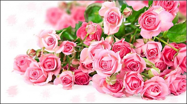 Click image for larger version

Name:	roses.JPG
Views:	69
Size:	62.1 KB
ID:	1024