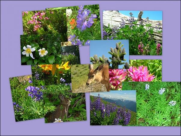 Click image for larger version

Name:	bouquet.jpg
Views:	164
Size:	170.5 KB
ID:	636