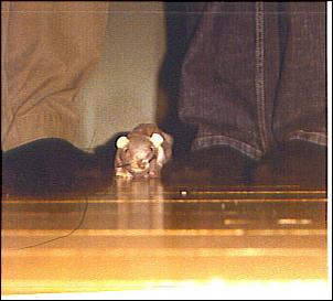 Name: 10-04-2007%2009%3B20%3B22AM.jpg
Views: 203
Size: 14.0 KB